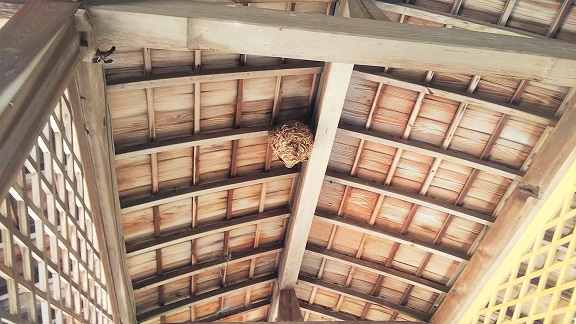 滋賀県守山市で本殿前通路屋根に営巣したコガタスズメバチの蜂の巣駆除