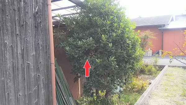 滋賀県甲賀市甲南町で庭木に営巣したコガタスズメバチの蜂の巣駆除