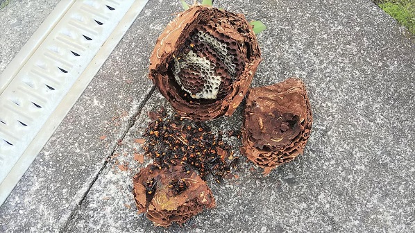 滋賀県甲賀市甲南町で庭木に営巣したコガタスズメバチの蜂の巣駆除