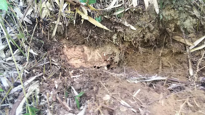 滋賀県甲賀市甲賀町で林道脇法面の地中に営巣したオオスズメバチの蜂の巣駆除