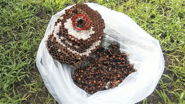 滋賀県甲賀市甲賀町で林道脇法面の地中に営巣したオオスズメバチの蜂の巣駆除