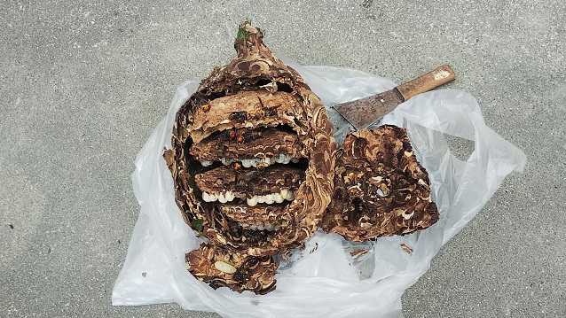 滋賀県蒲生郡竜王町で庭木に営巣したコガタスズメバチの蜂の巣駆除