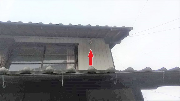 滋賀県米原市で２階軒下に営巣したコガタスズメバチの蜂の巣駆除