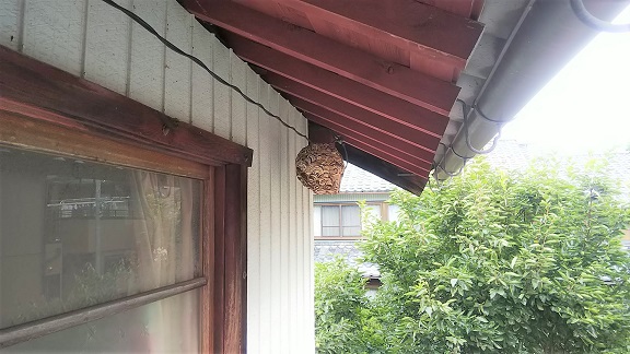 滋賀県米原市で２階軒下に営巣したコガタスズメバチの蜂の巣駆除