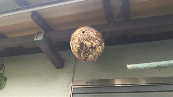 滋賀県大津市で１階軒下に営巣したコガタスズメバチの蜂の巣駆除
