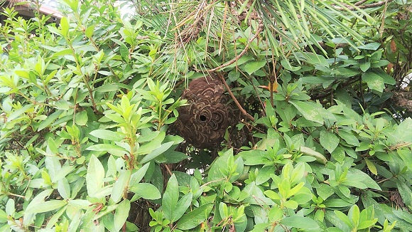 滋賀県 守山市　蜂の巣駆除（スズメバチ）
