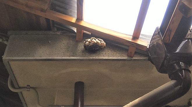 京都府相楽郡和束町で物置の天井に営巣したアシナガバチの蜂の巣駆除