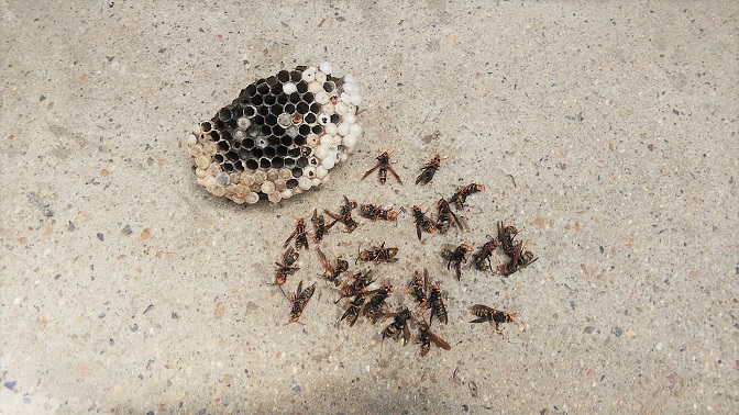 京都府相楽郡和束町で物置の天井に営巣したアシナガバチの蜂の巣駆除