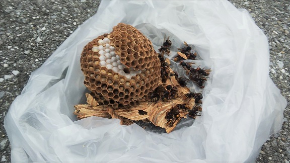 滋賀県米原市で薪の裏（基礎通気口）に営巣したモンスズメバチの蜂の巣駆除