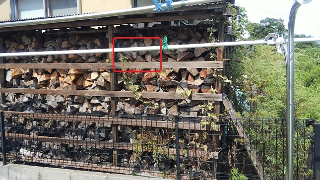 滋賀県米原市で薪棚の中に営巣したモンスズメバチの蜂の巣駆除