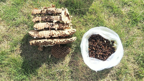 滋賀県米原市で薪棚の中に営巣したモンスズメバチの蜂の巣駆除