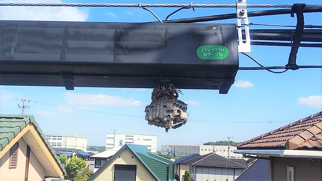 三重県 亀山市　蜂の巣駆除（アシナガバチ）