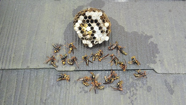 大阪府交野市で２階の軒下に営巣したアシナガバチの蜂の巣駆除