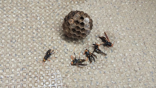 滋賀県大津市でベランダに営巣したアシナガバチの蜂の巣駆除