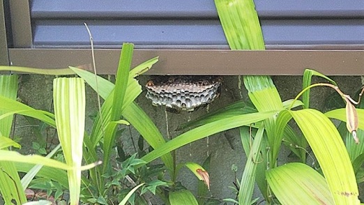 滋賀県守山市で雨戸の戸袋下に営巣したアシナガバチの蜂の巣駆除