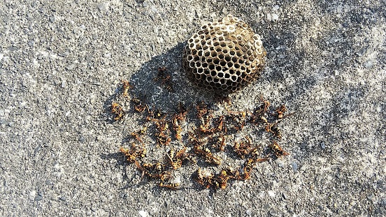 滋賀県守山市で雨戸の戸袋下に営巣したアシナガバチの蜂の巣駆除