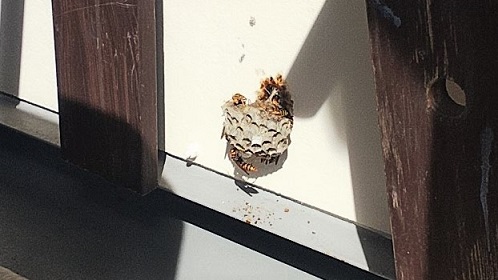 滋賀県守山市でマンションのベランダ間仕切りに営巣したアシナガバチの蜂の巣駆除