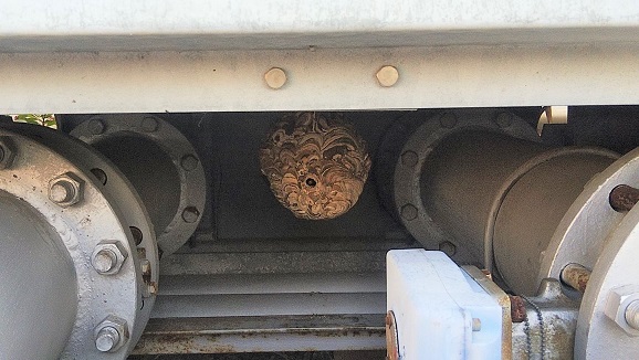 滋賀県守山市で屋外空調設備の下に営巣したコガタスズメバチの蜂の巣駆除