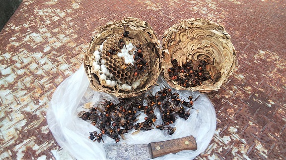 滋賀県守山市で屋外空調設備の下に営巣したコガタスズメバチの蜂の巣駆除