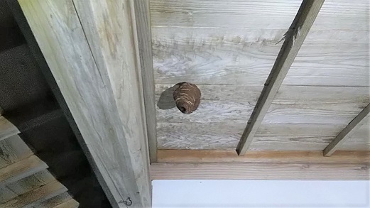 福井県小浜市で玄関ポーチの天井に営巣したコガタスズメバチの蜂の巣駆除
