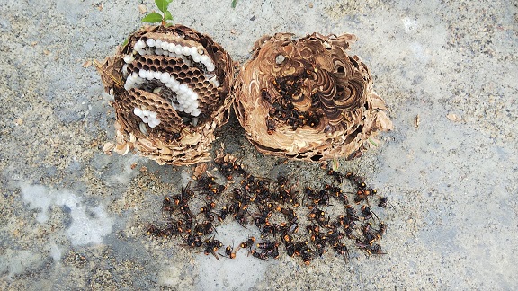 滋賀県彦根市で庭木に営巣したコガタスズメバチの蜂の巣駆除