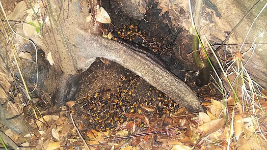 滋賀県彦根市で寺社境内の樹木の洞に営巣したオオスズメバチの蜂の巣駆除