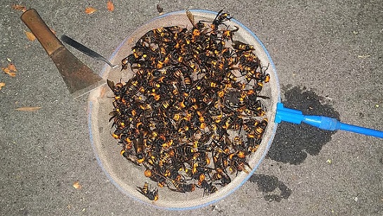 滋賀県彦根市で寺社境内の樹木の洞に営巣したオオスズメバチの蜂の巣駆除