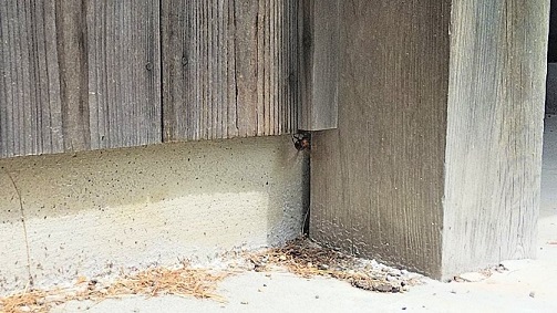滋賀県湖南市で外壁の中に営巣したヒメスズメバチの蜂の巣駆除