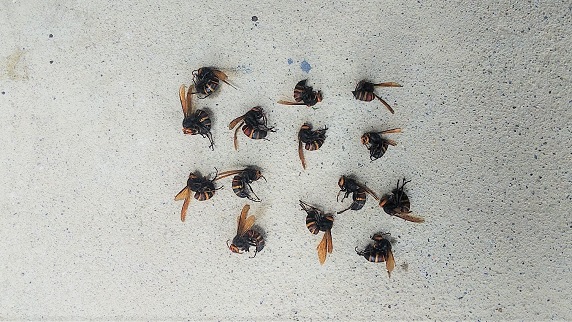 滋賀県湖南市で外壁の中に営巣したヒメスズメバチの蜂の巣駆除