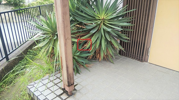 滋賀県湖南市で玄関横の植木に営巣したコガタスズメバチの蜂の巣駆除
