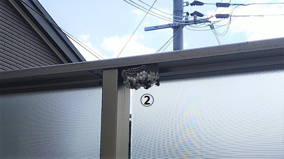 滋賀県近江八幡市で2階軒下及び2階ベランダに営巣したアシナガバチの蜂の巣駆除