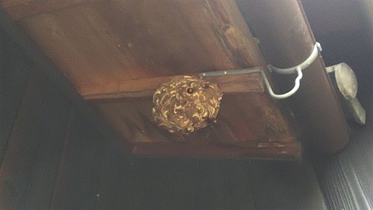 滋賀県近江八幡市で軒天に営巣したコガタスズメバチの蜂の巣駆除
