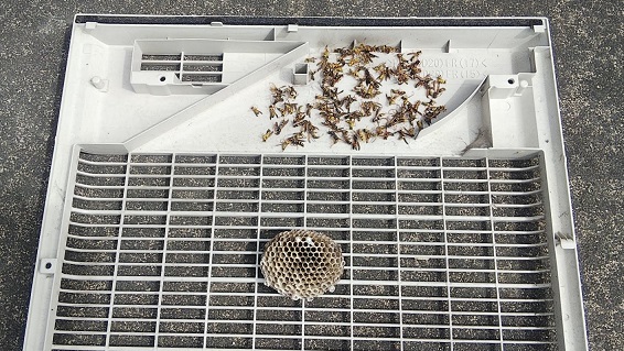滋賀県近江八幡市でエアコン室外機の中に営巣したアシナガバチの蜂の巣駆除