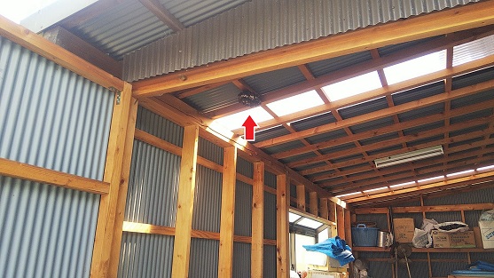 滋賀県野洲市で倉庫の天井に営巣したアシナガバチの蜂の巣駆除