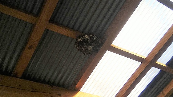 滋賀県野洲市で倉庫の天井に営巣したアシナガバチの蜂の巣駆除