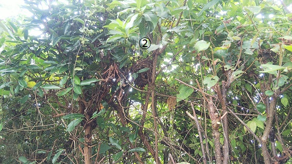 滋賀県野洲市で庭木に営巣したコガタスズメバチの蜂の巣駆除