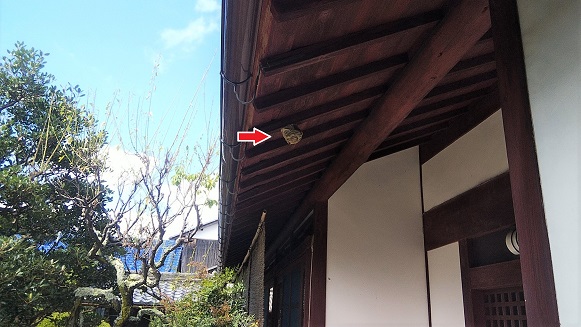 滋賀県野洲市で玄関前の軒天に営巣したコガタスズメバチの蜂の巣駆除