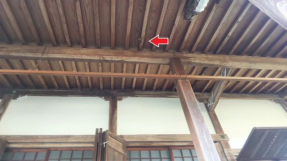 滋賀県野洲市で寺院本殿の屋根に営巣したコガタスズメバチの蜂の巣駆除