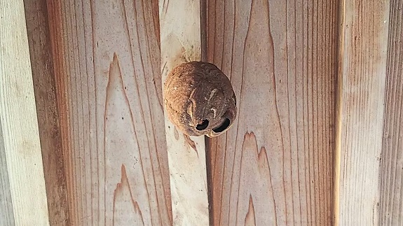 滋賀県野洲市で寺院本殿の屋根に営巣したコガタスズメバチの蜂の巣駆除