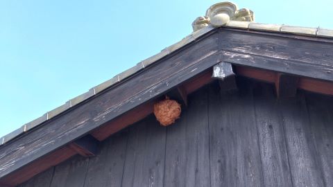 三重県伊賀市で２階ケラバ軒天に営巣したキイロスズメバチの蜂の巣駆除