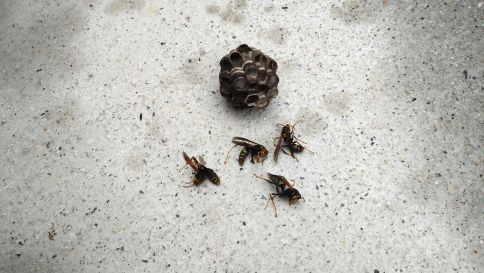 滋賀県大津市で擁壁水抜き穴に営巣したアシナガバチの蜂の巣駆除