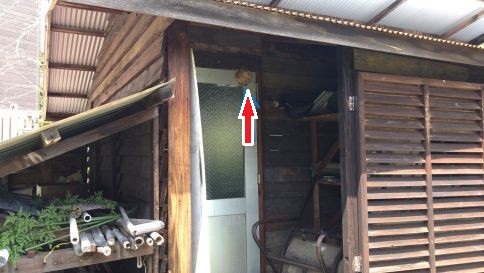 滋賀県大津市で倉庫の扉に営巣したコガタスズメバチの蜂の巣駆除