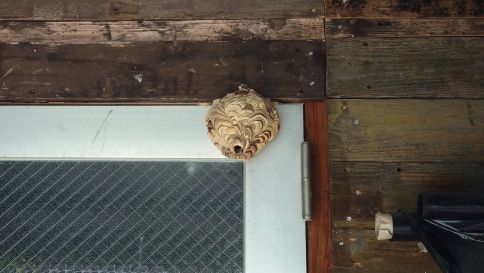 滋賀県大津市で倉庫の扉に営巣したコガタスズメバチの蜂の巣駆除