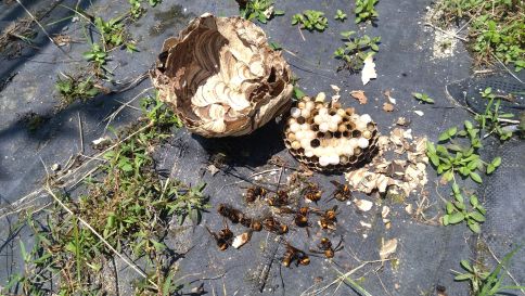 滋賀県大津市で倉庫の扉に営巣したコガタスズメバチの蜂の巣駆除