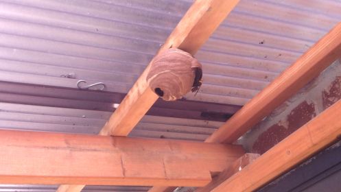 滋賀県大津市で倉庫の屋根に営巣したコガタスズメバチの蜂の巣駆除