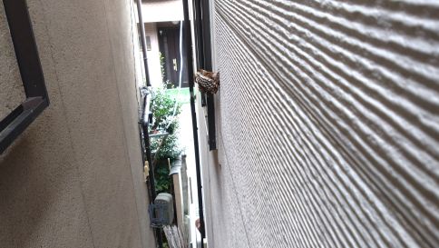 滋賀県大津市で２F外壁に営巣したアシナガバチの蜂の巣駆除