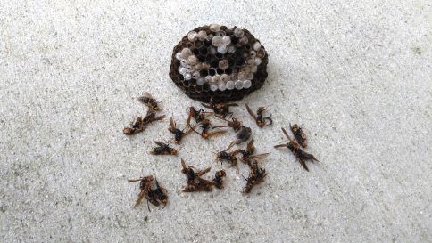 滋賀県大津市で２F外壁に営巣したアシナガバチの蜂の巣駆除