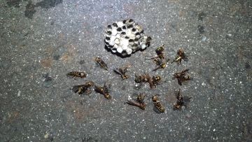 滋賀県大津市でプレハブ倉庫下に営巣したアシナガバチの蜂の巣駆除