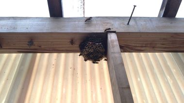 滋賀県大津市で物置に営巣したアシナガバチの蜂の巣駆除