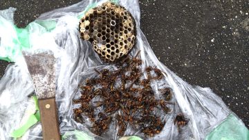 滋賀県大津市で物置に営巣したアシナガバチの蜂の巣駆除